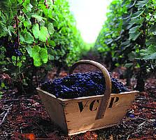 vini-valpolicella-vendemmia