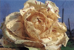 radicchio-castelfranco