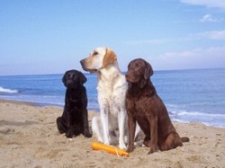 cane-spiaggia